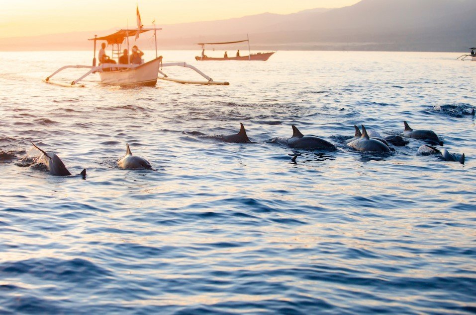 Bali Dolphin Tour